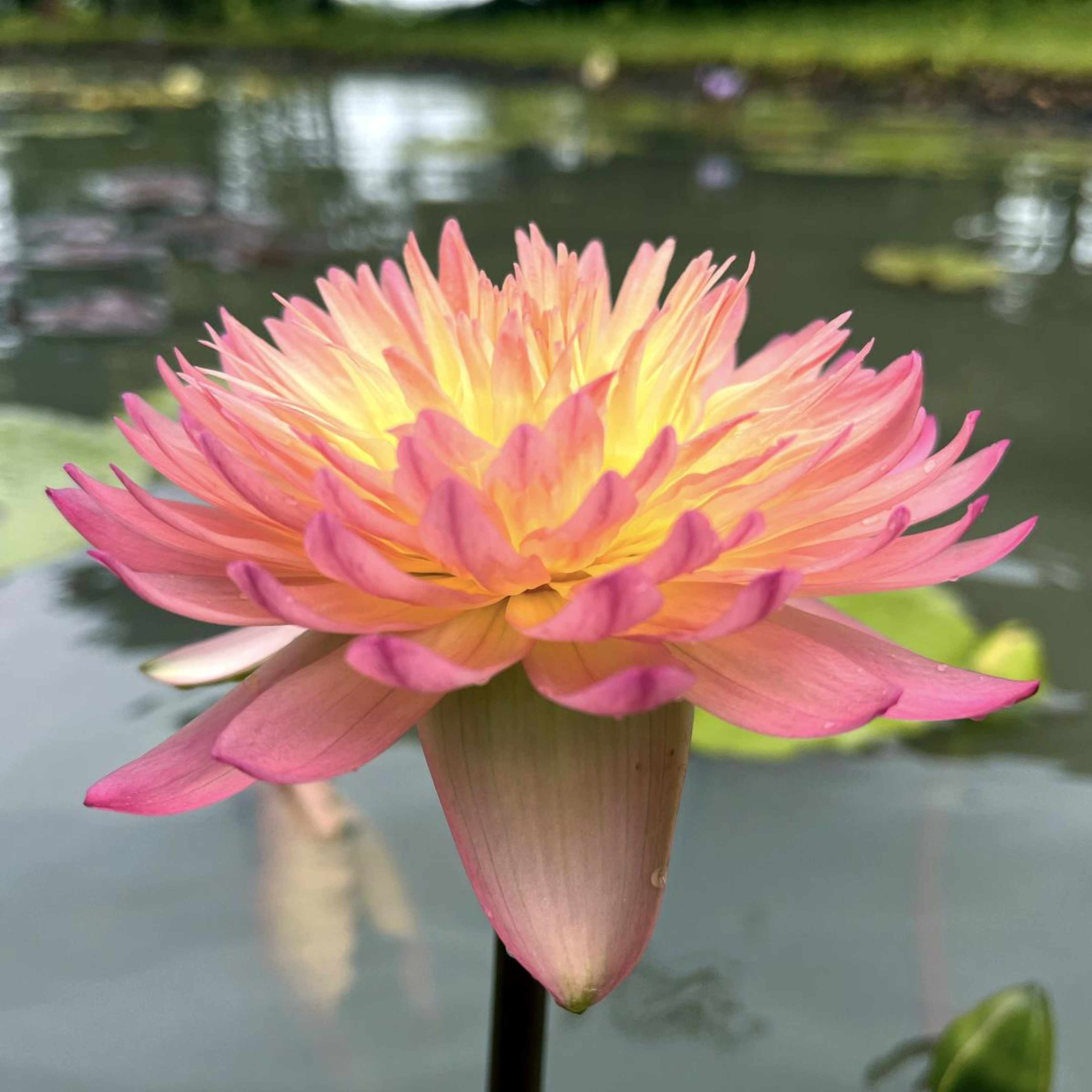 Tropical Waterlily Hassabadin