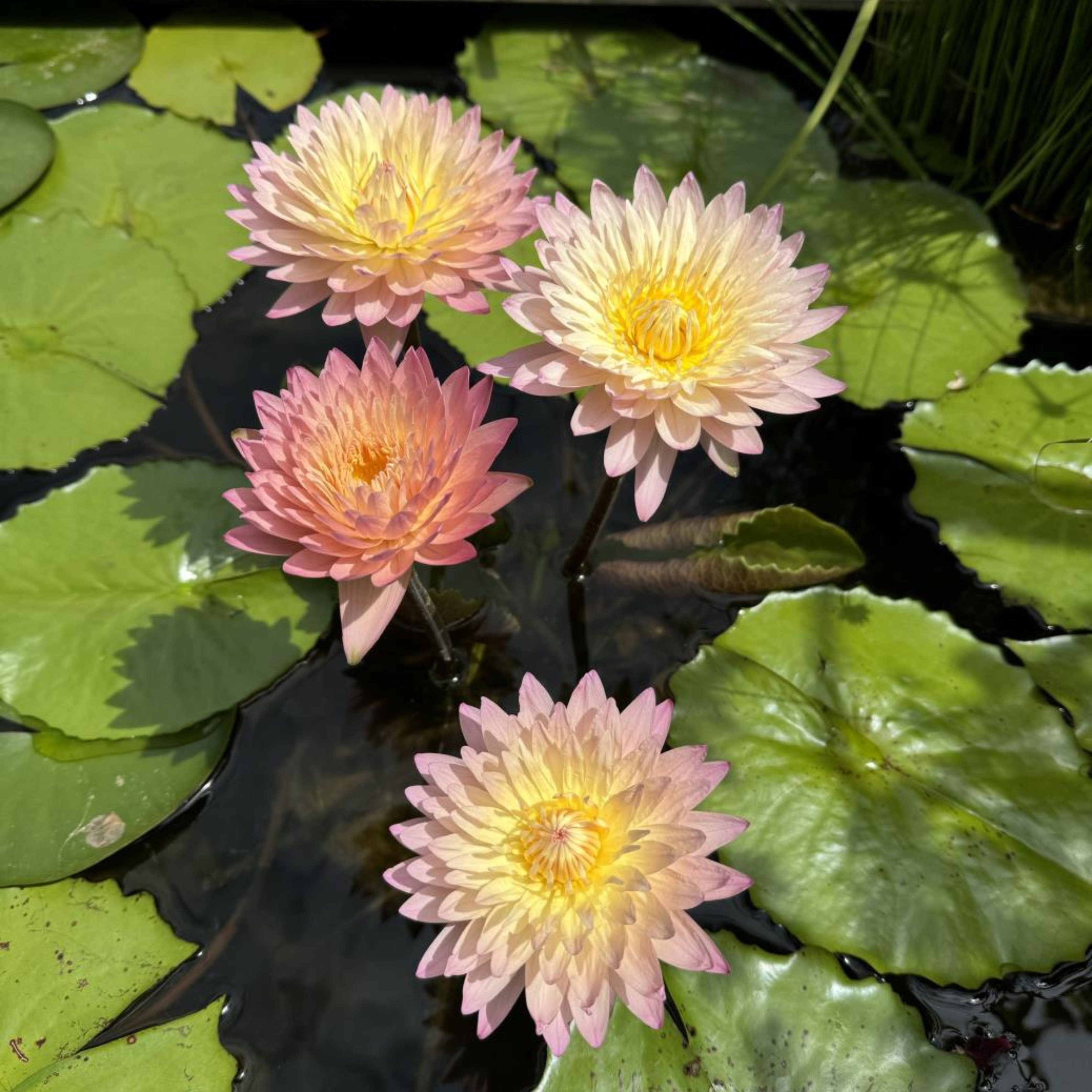 Tropical Waterlily Hassabadin
