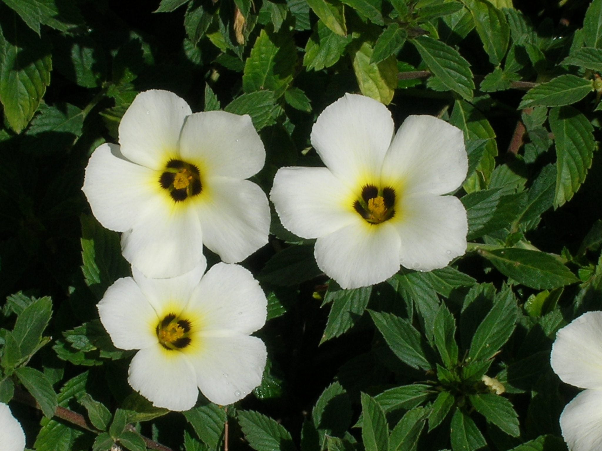 White buttercup (Turnera subulata) Flowering Live Plant