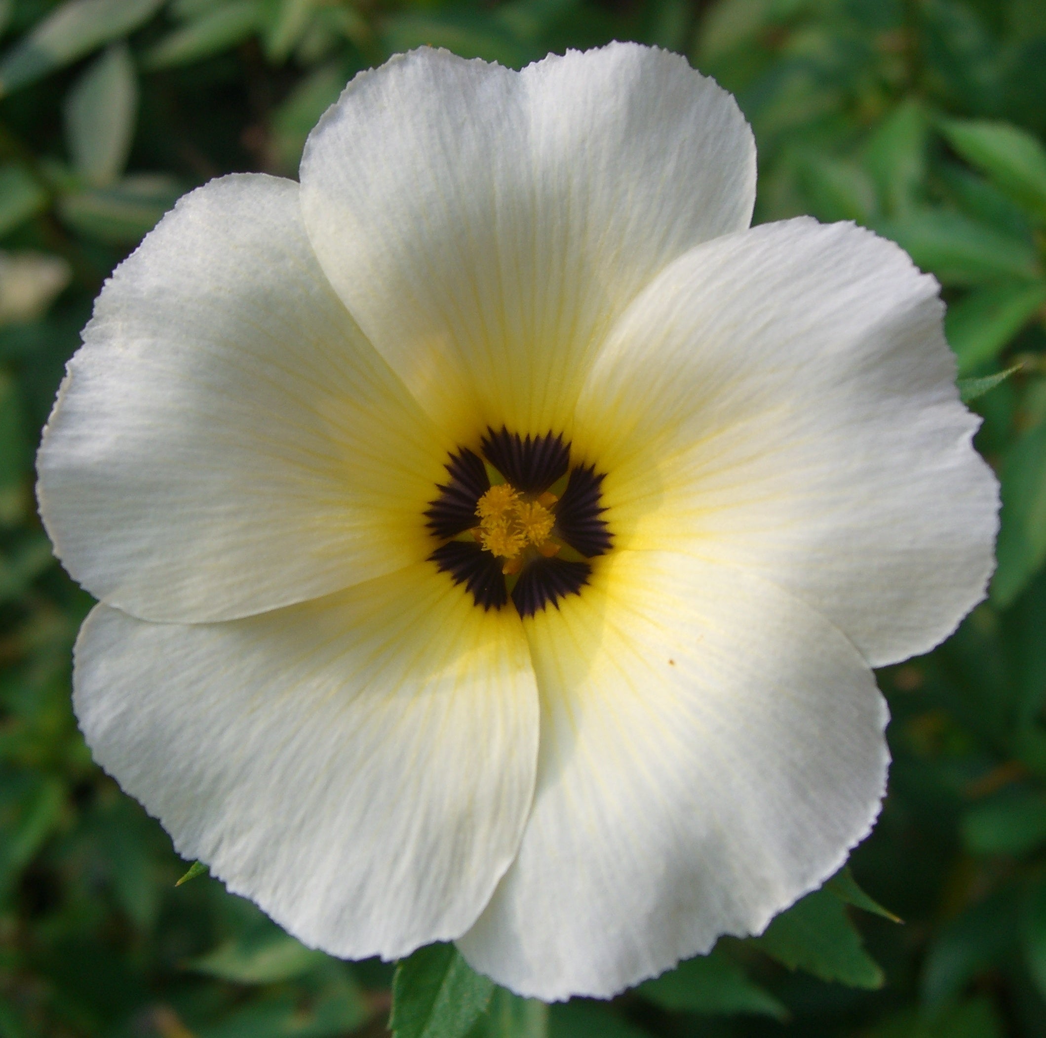 White buttercup (Turnera subulata) Flowering Live Plant