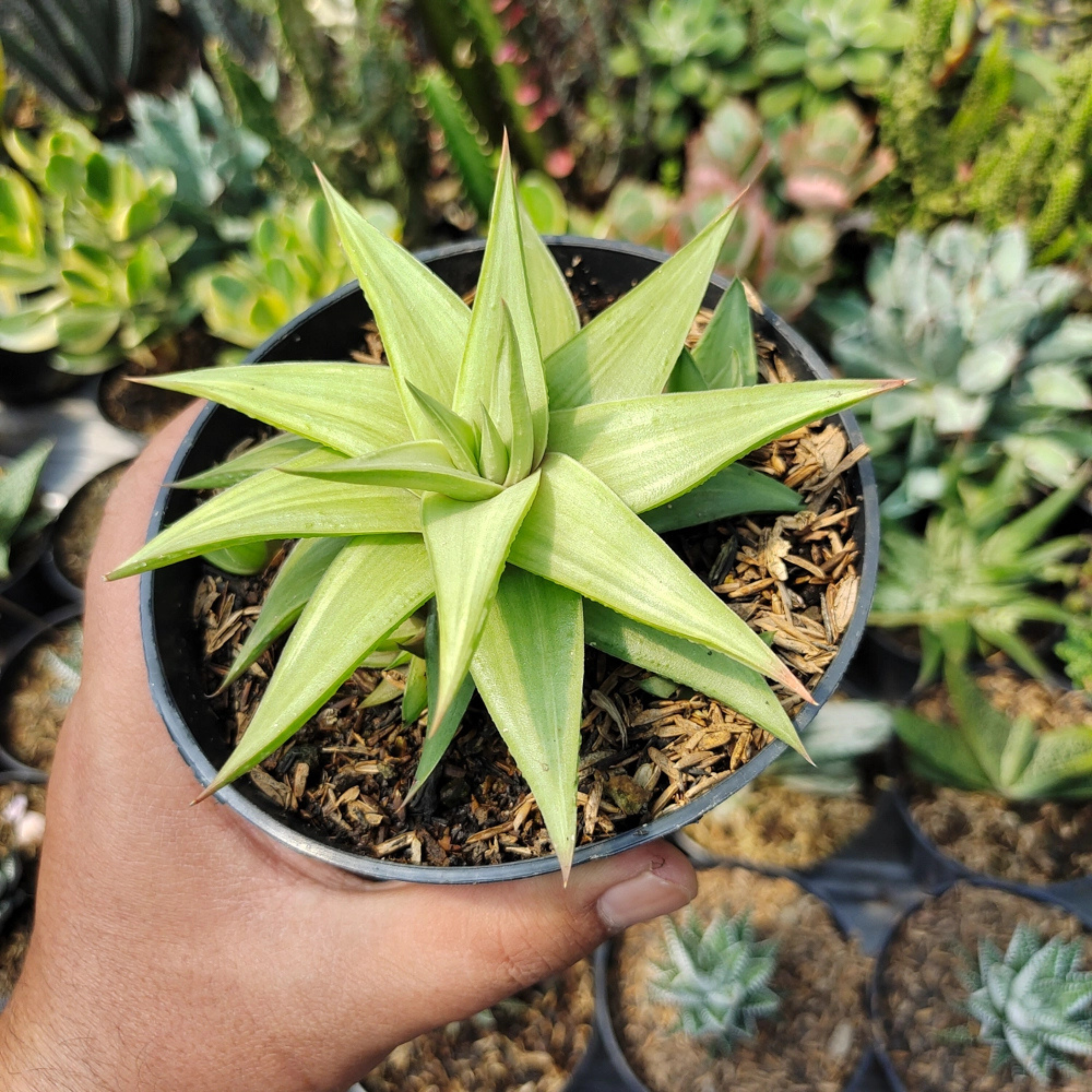 Ubombo Haworthia Indoor / Outdoor Live Plant