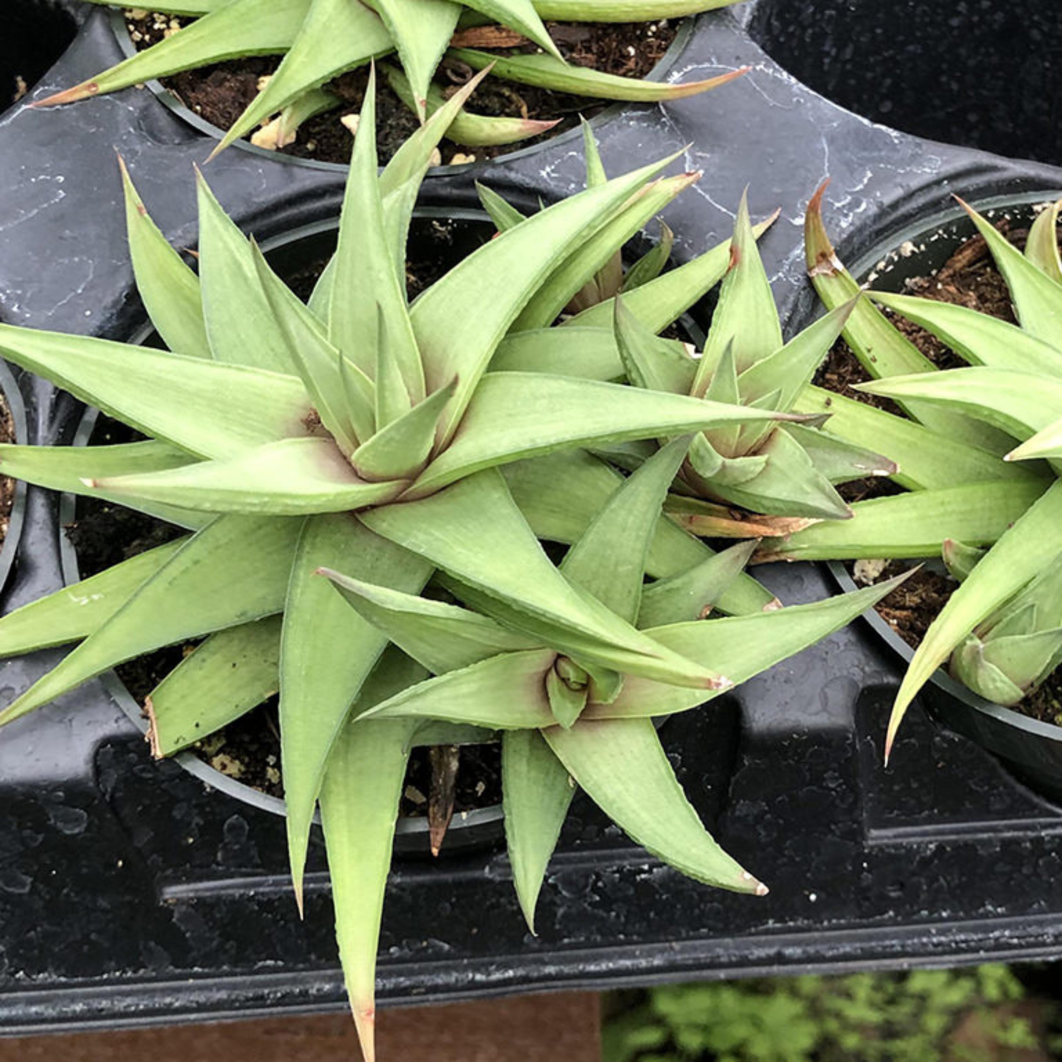 Ubombo Haworthia Indoor / Outdoor Live Plant