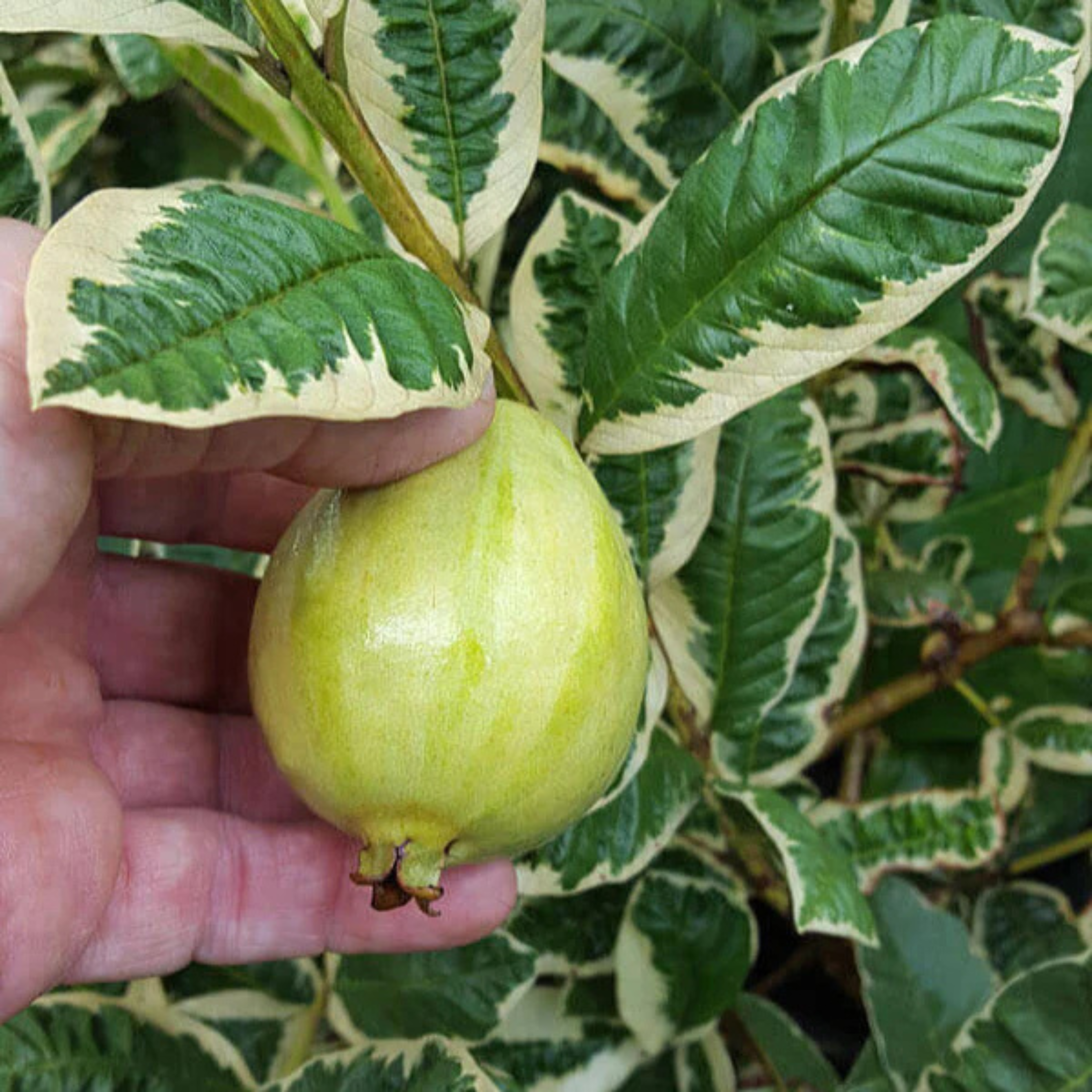 Variegated Guava (धारियाँ वाली अमरूद) Fruit Live Plant