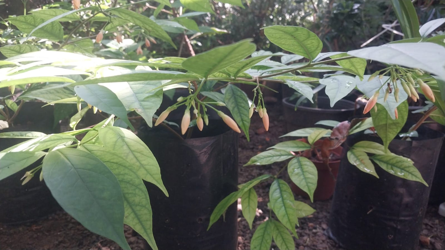 Wrightia Orange Fragrant Rare Flowering Live Plant