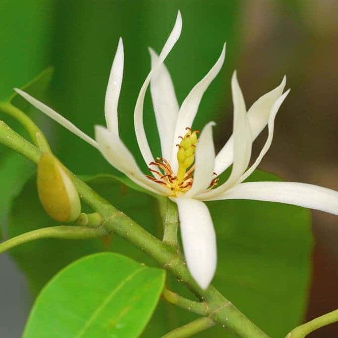 White Champa Grafted Flowering Live Plant