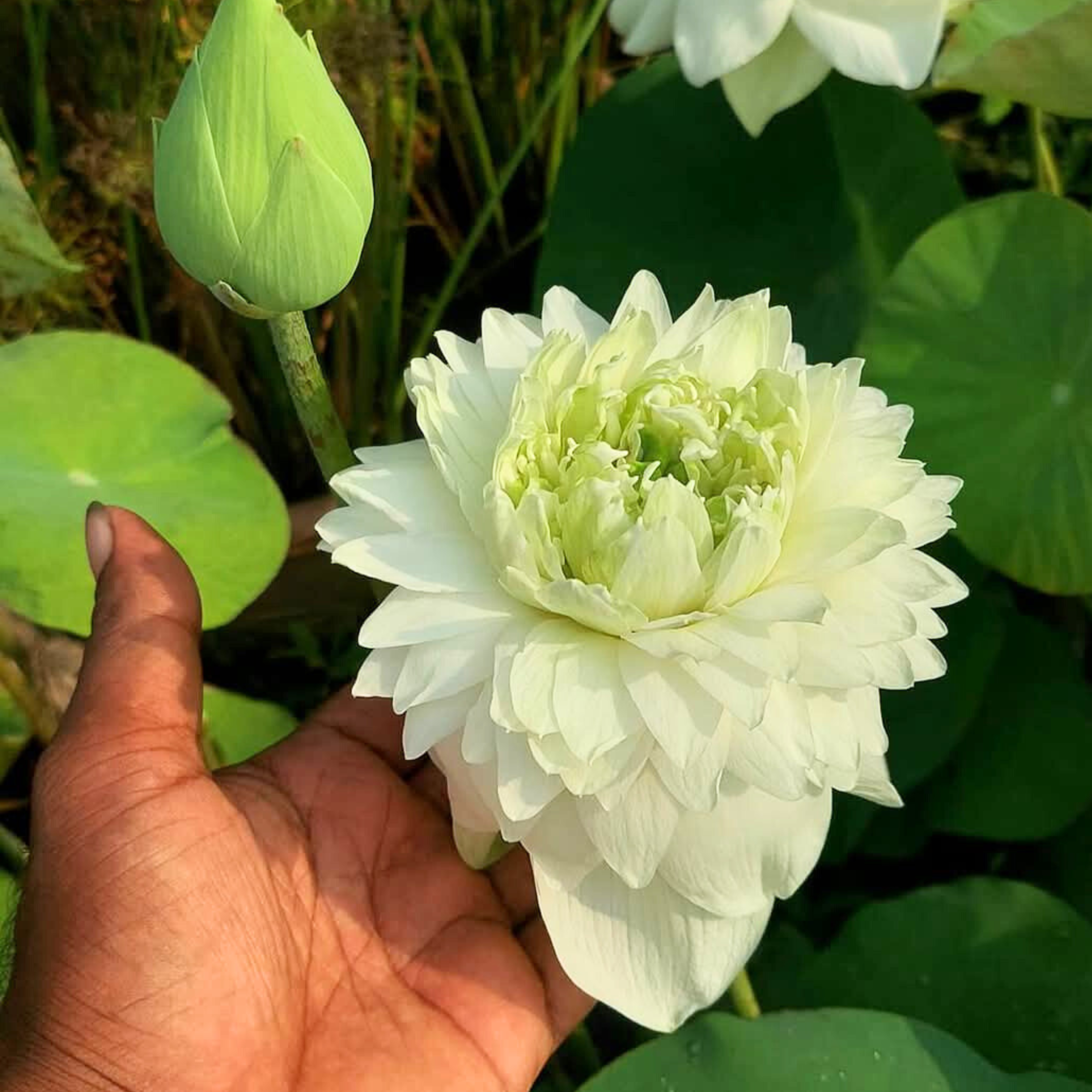 White Peony Lotus Tuber