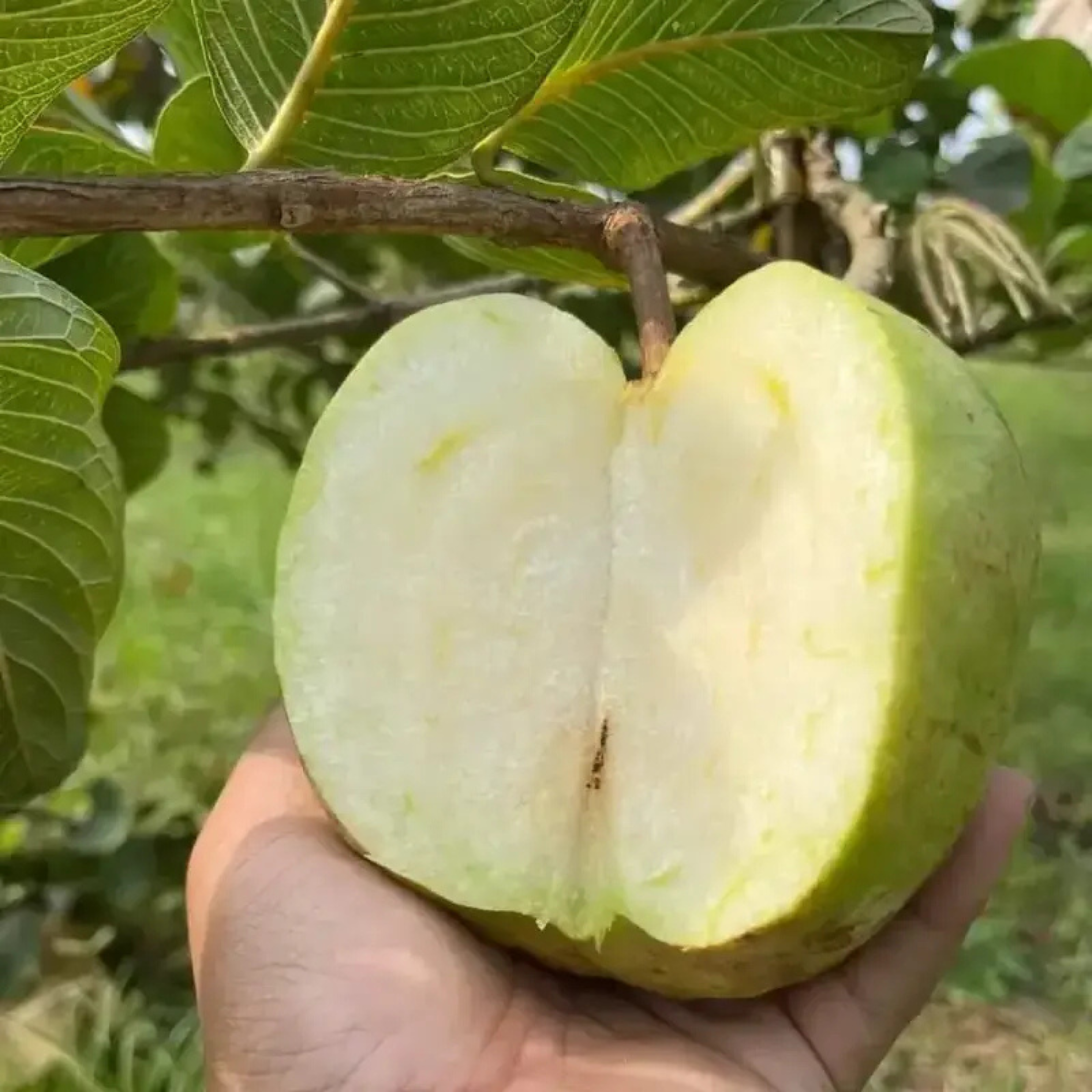 White Seedless Guava Live Plant