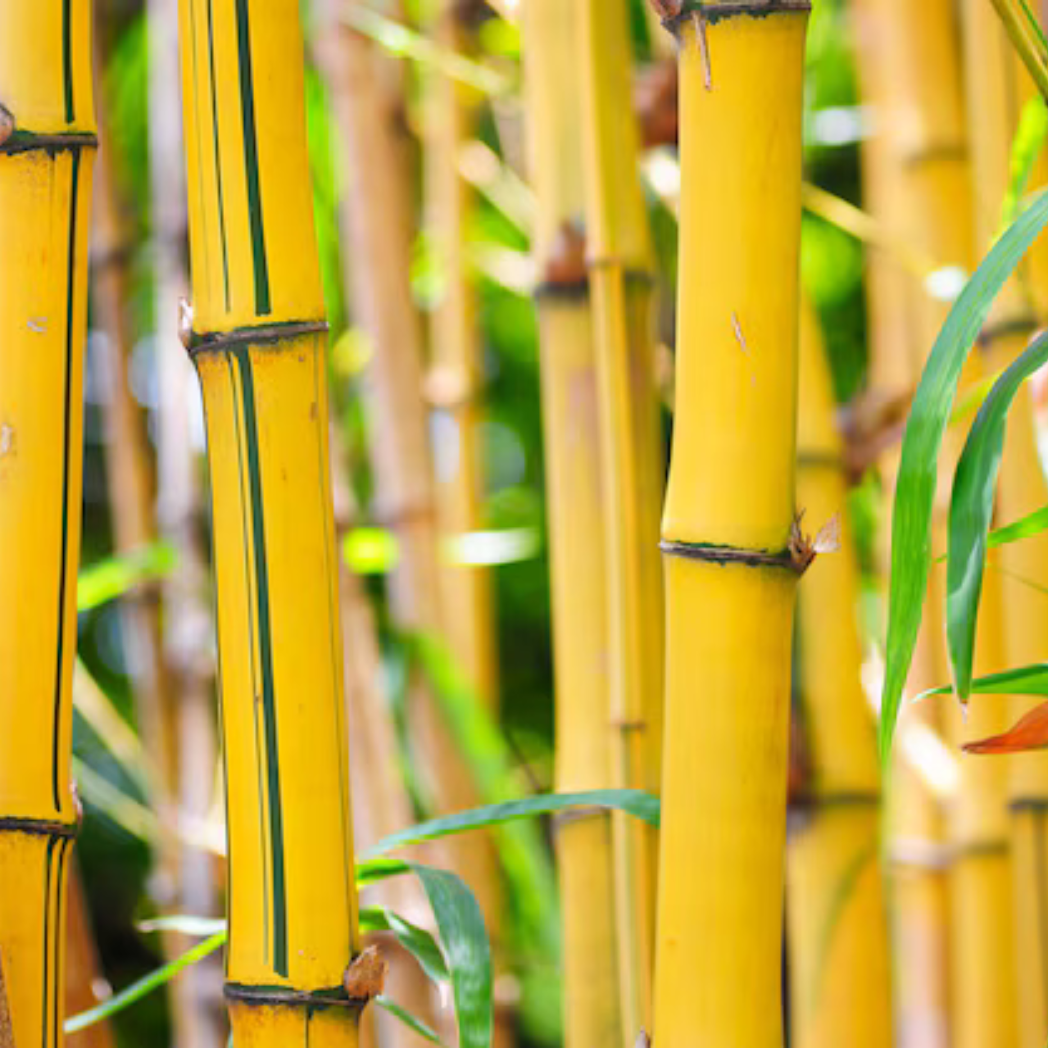 Yellow Bamboo (Bambusa auriculata) Live Plant