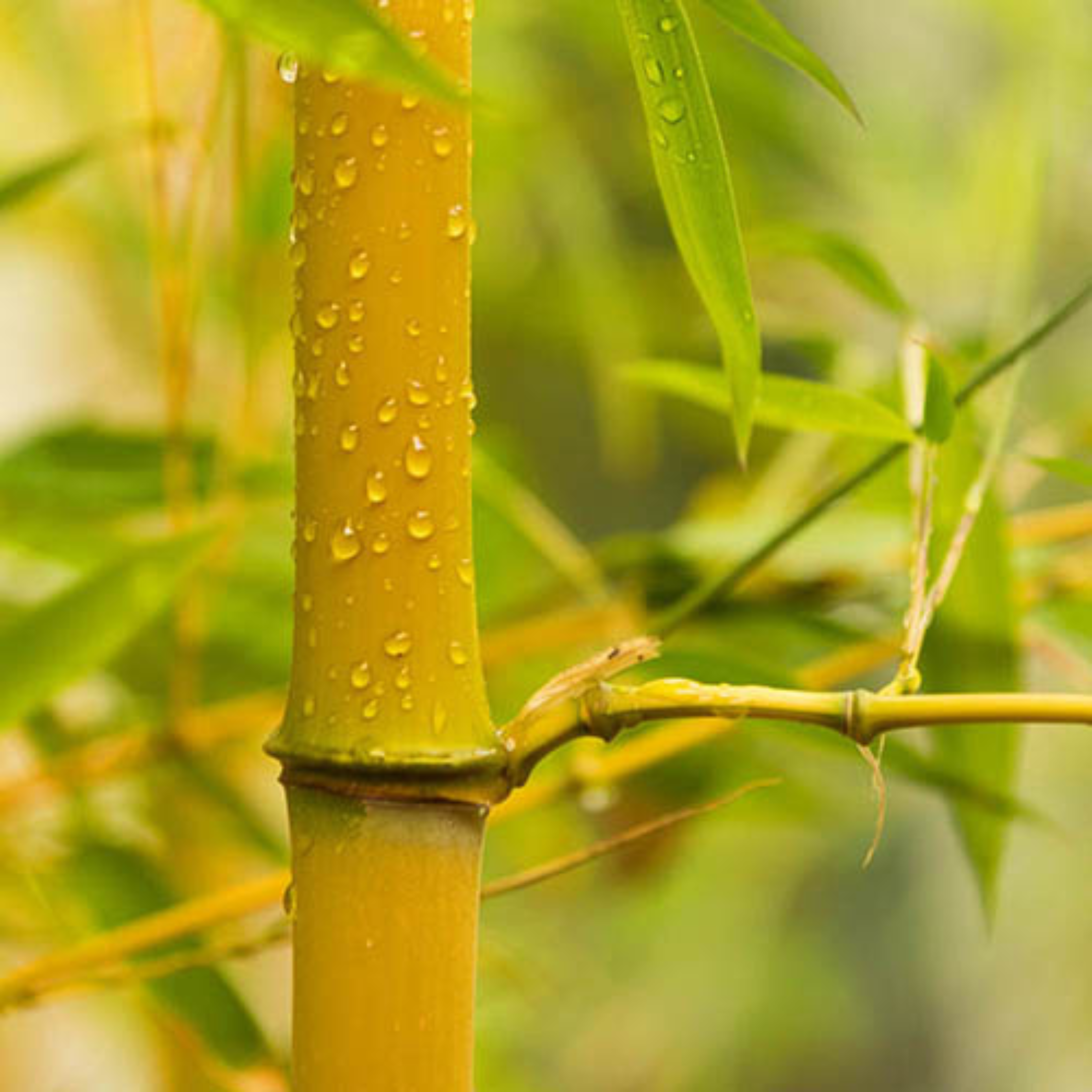 Yellow Bamboo (Bambusa auriculata) Live Plant