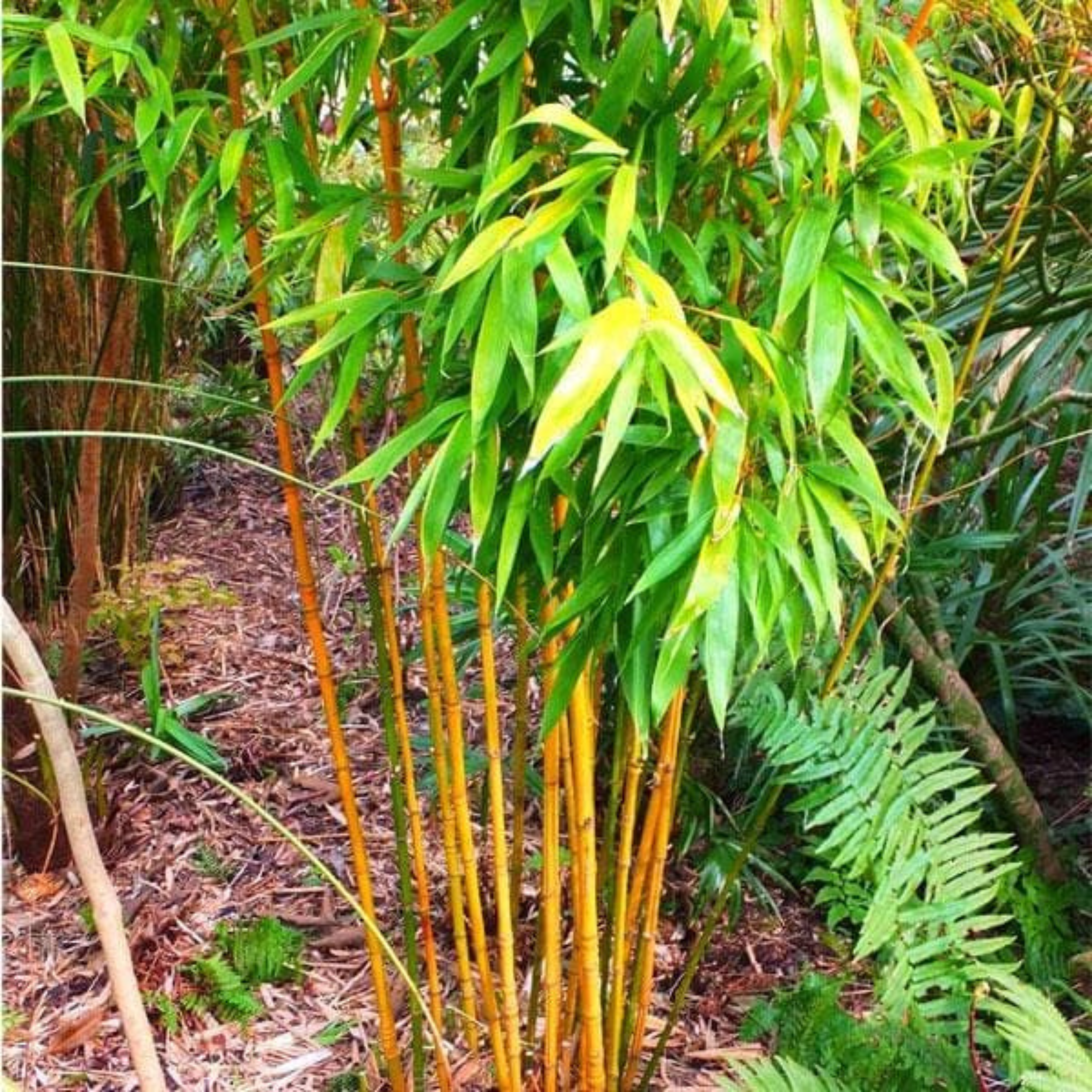 Yellow Bamboo (Bambusa auriculata) Live Plant