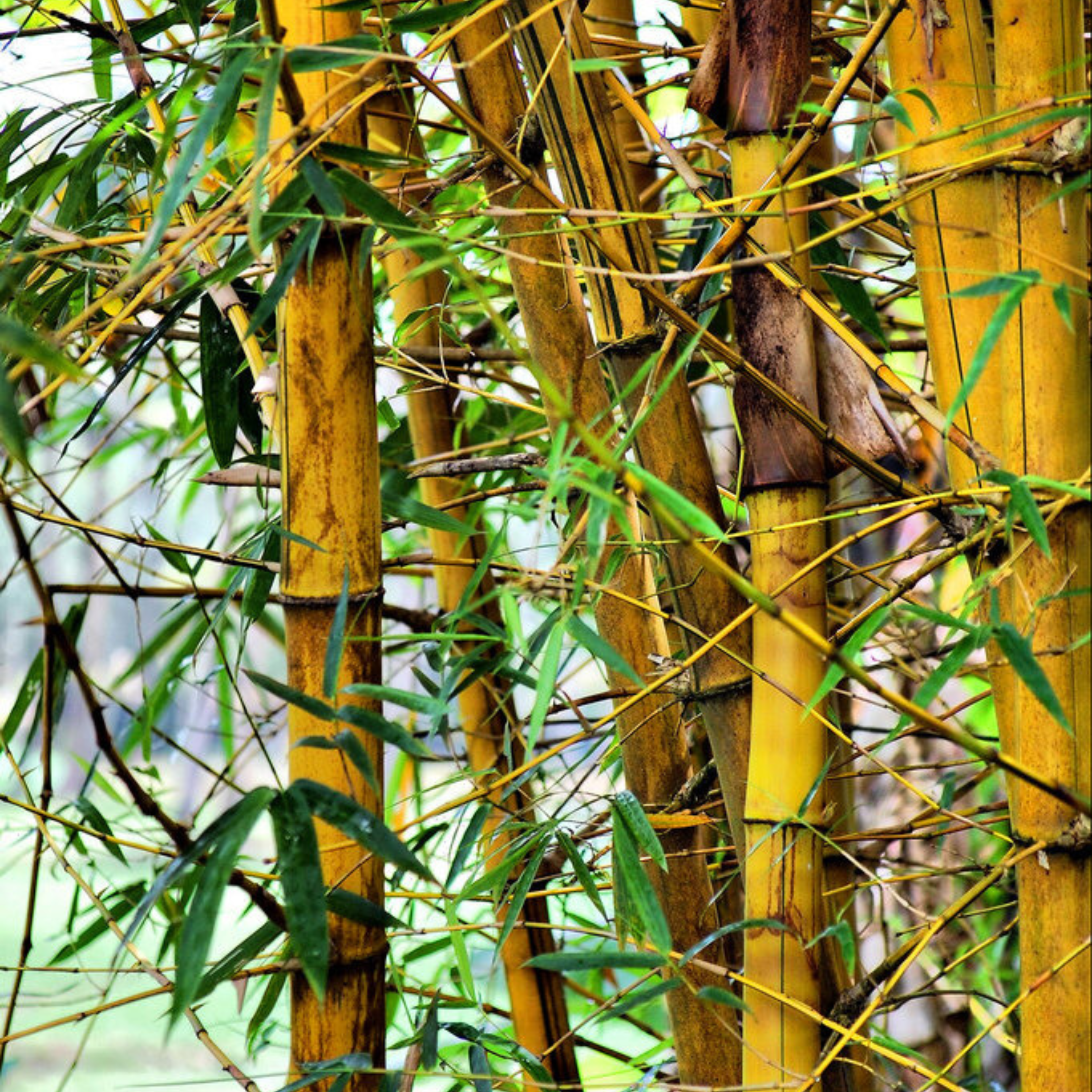 Yellow Bamboo (Bambusa auriculata) Live Plant