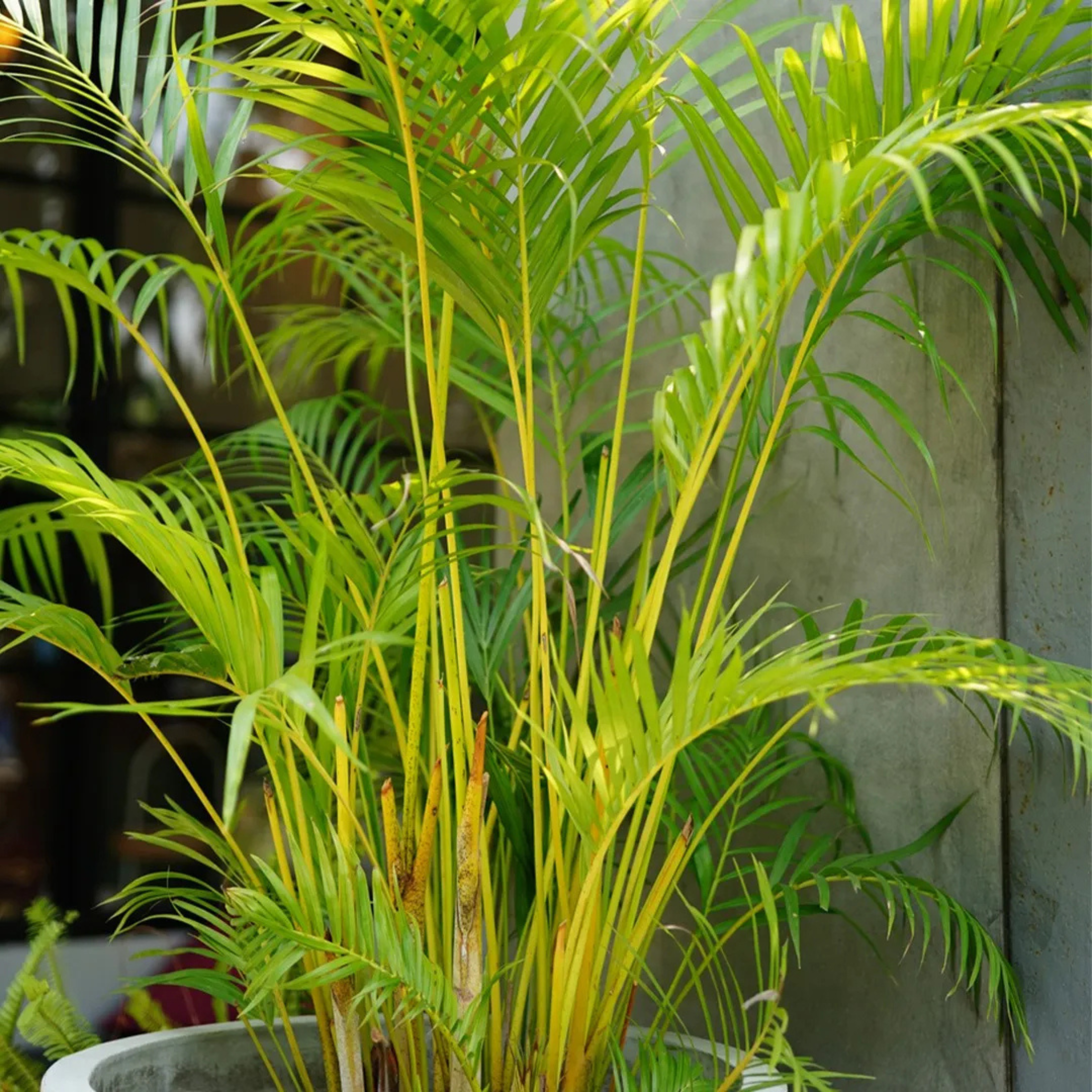 Yellow Butterfly Palm (Dypsis lutescens) Indoor / Outdoor Live Plant