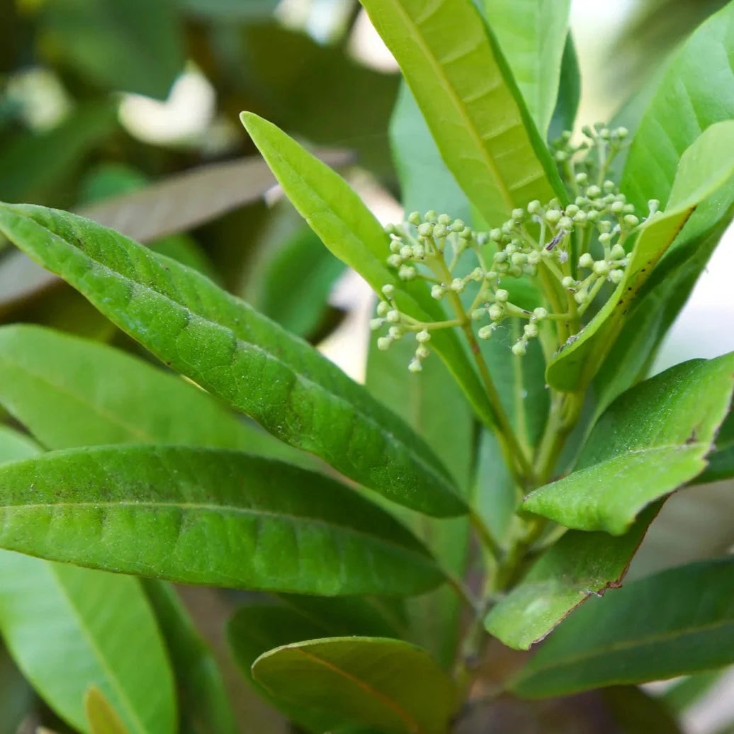 All Spice / Sarvasugandhi (Pimenta dioica) Spice Plant