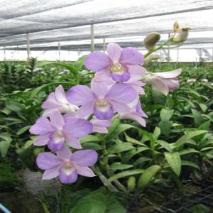 Dendrobium Blue Sapphire (Seedling)