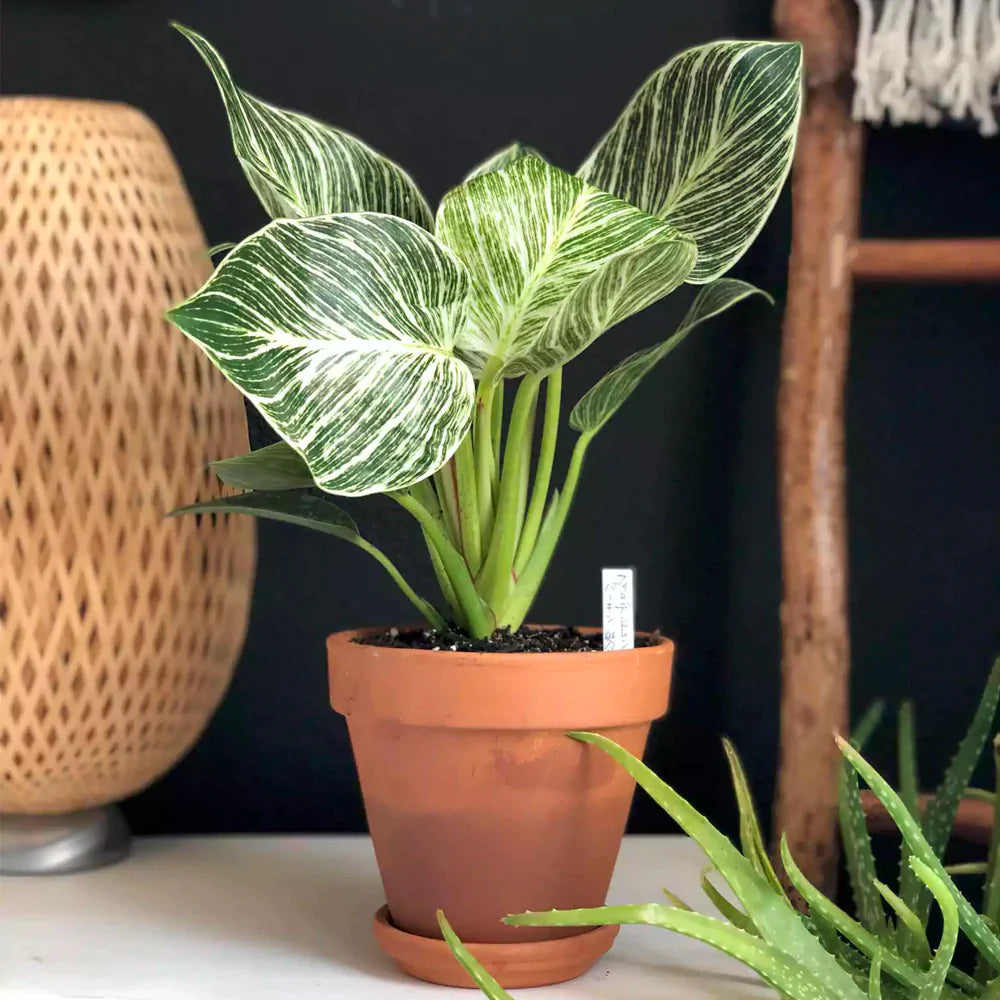 Philodendron &