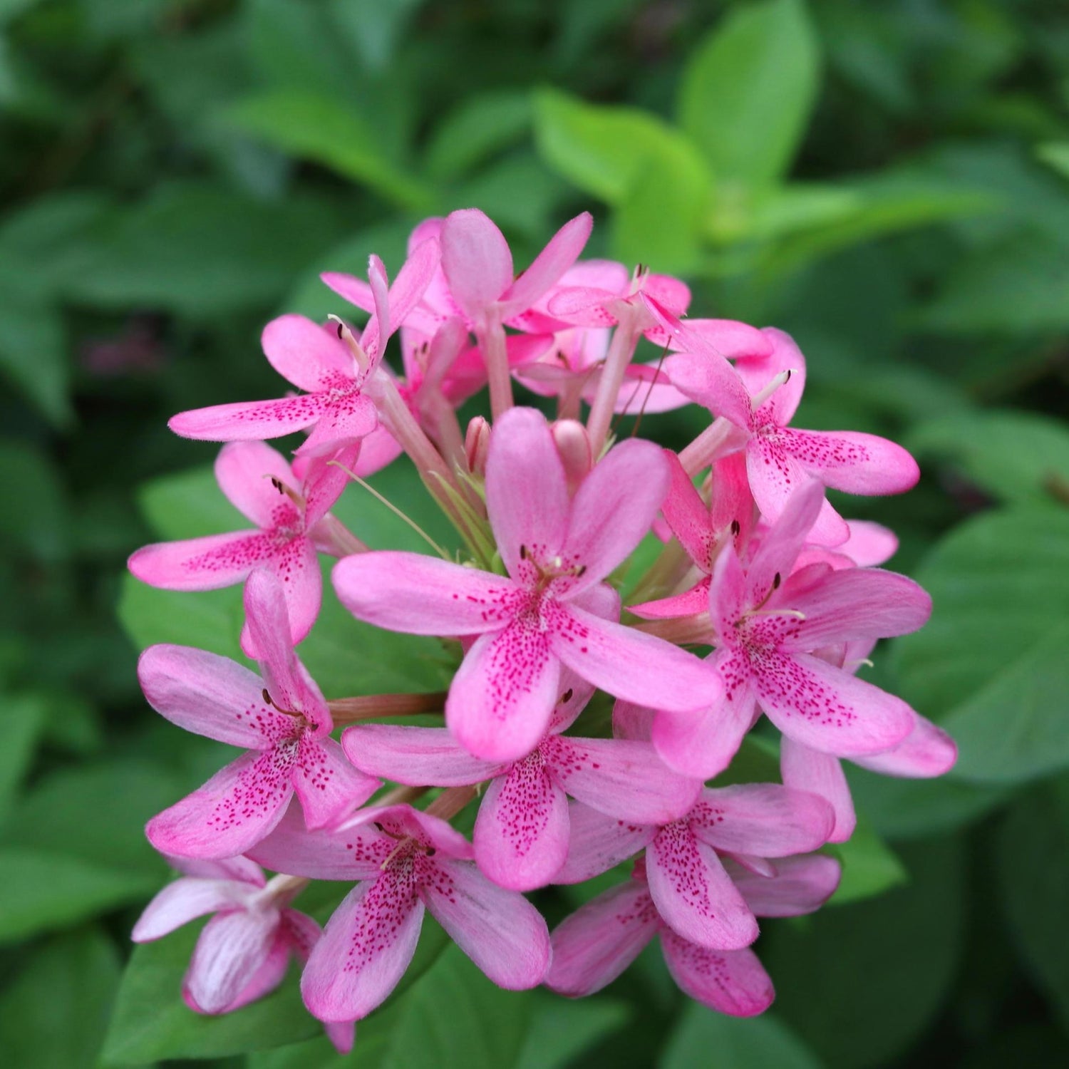 Ruspolia Pink All Time Flowering Live Plant