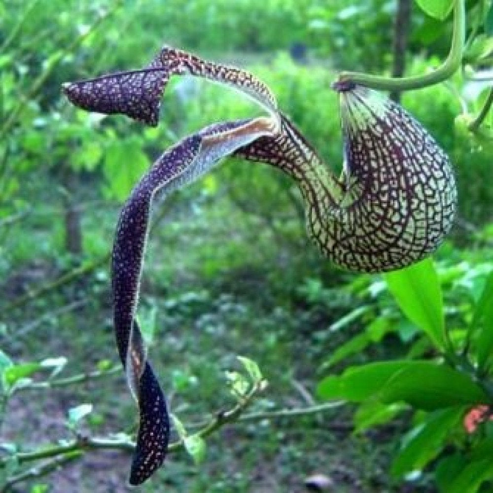 Aristolochia Ringens Flowering Live Plant