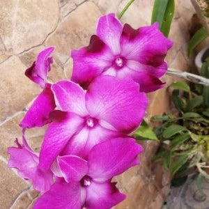 Dendrobium Star Fish (Blooming)
