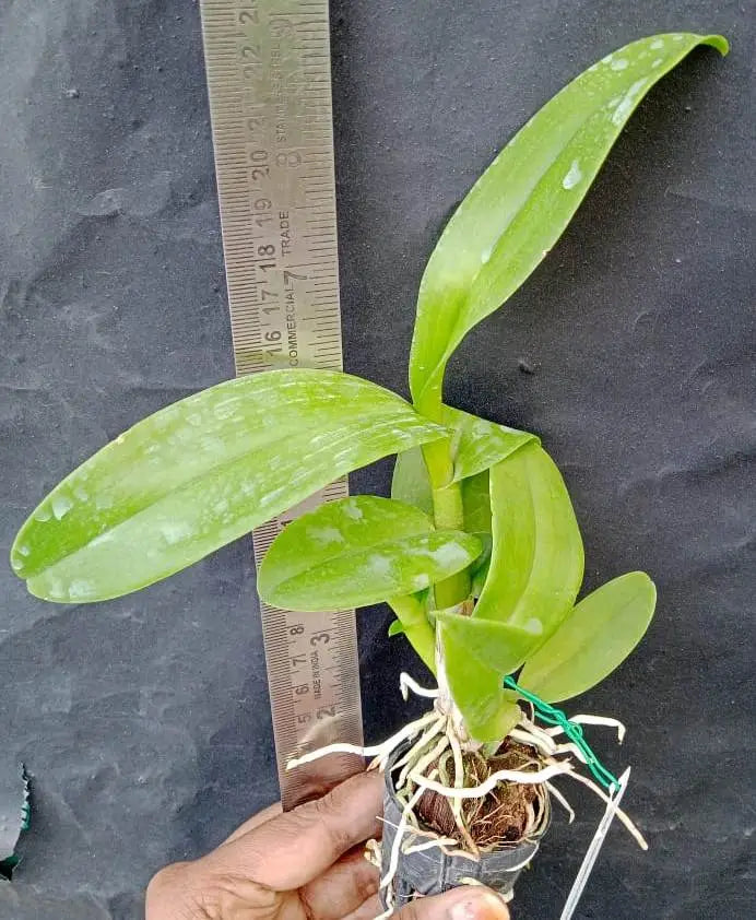 Dendrobium King Dragon Beauty (seedling)