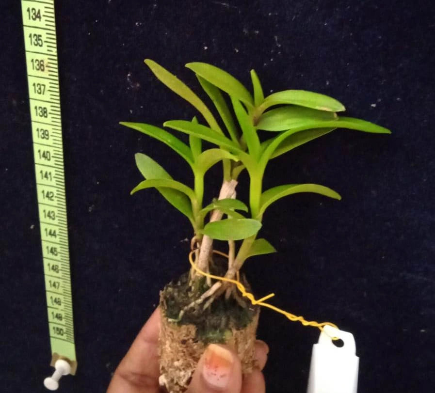 Epidendrum. Max Valley’Shiranui’ (Seedling)