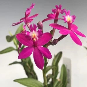 Epidendrum. Miracle Valley Nodeshika (seedling)