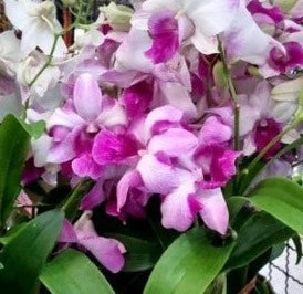 Dendrobium Hola Pink (Blooming)