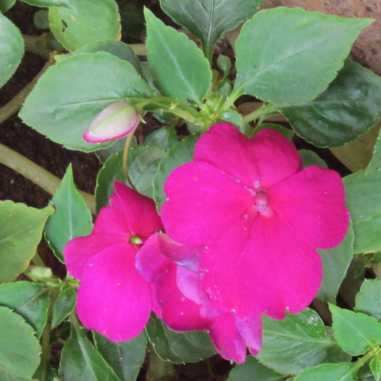 Chinese Balsam Pink (Impatiens balsamina) Rare All Time Flowering Live Plant