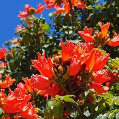 Spathodea Campanulata Red (African tulip tree) Live Plant