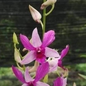 Dendrobium Judy Ruth (Seedling)