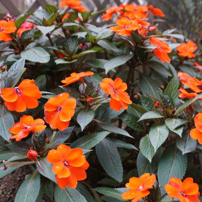 New Guinea Orange (Impatiens hawkeri) Rare All Time Flowering Live Plant