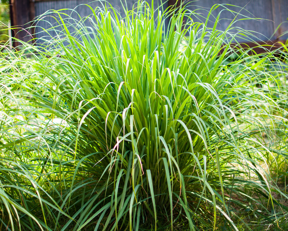 Lemon Grass (Cymbopogon) Spice Plant