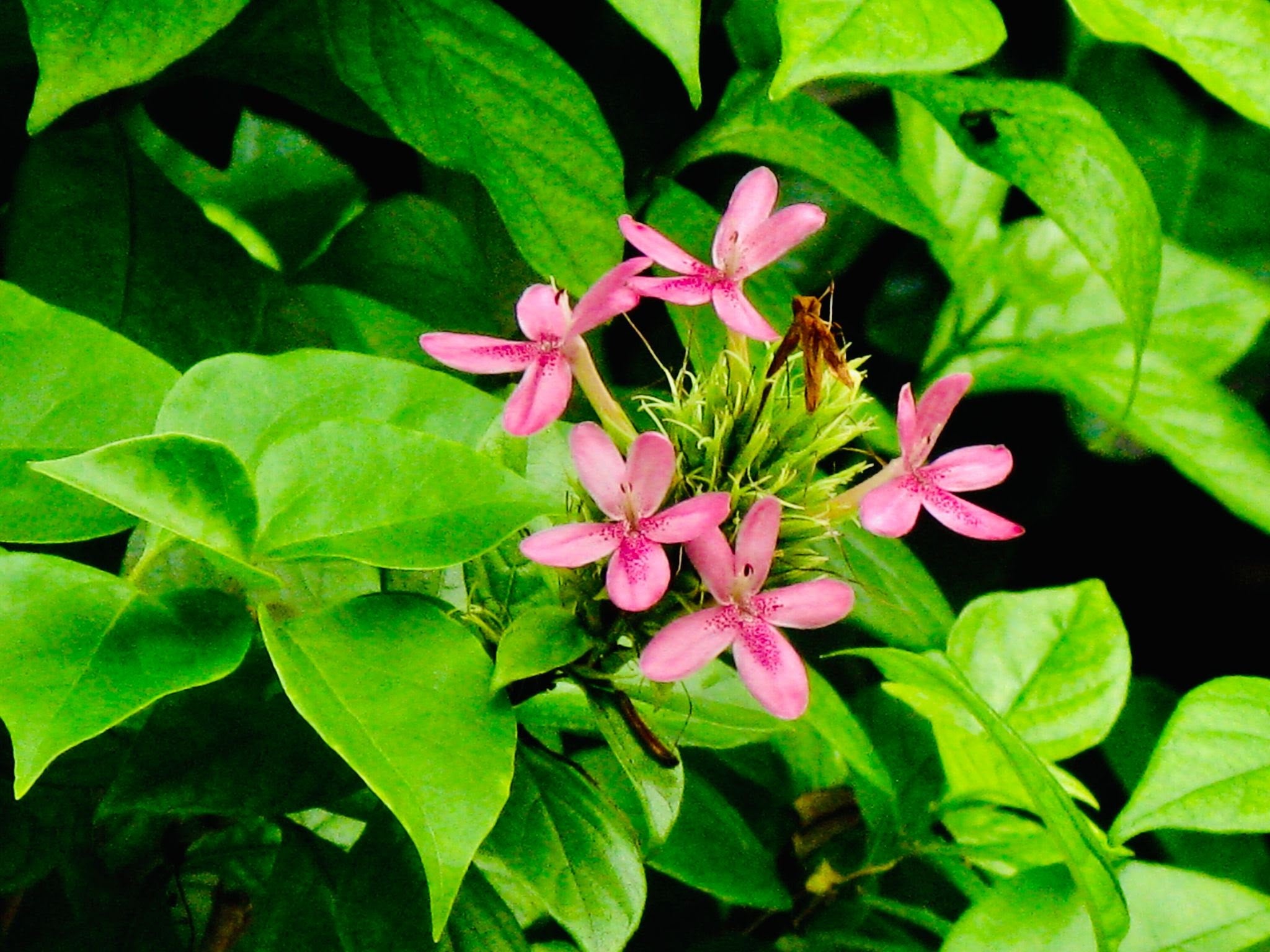 Ruspolia Pink All Time Flowering Live Plant