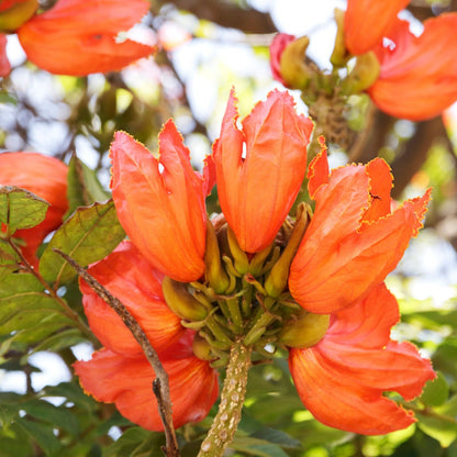 Spathodea Campanulata Red (African tulip tree) Live Plant