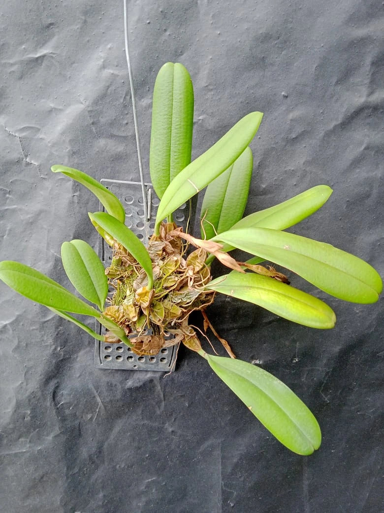 Bulbophyllum Medusae (Blooming Size)