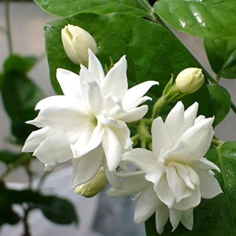 Narrow Petal Multi Jasmine All Time Flowering Rare Live Plant