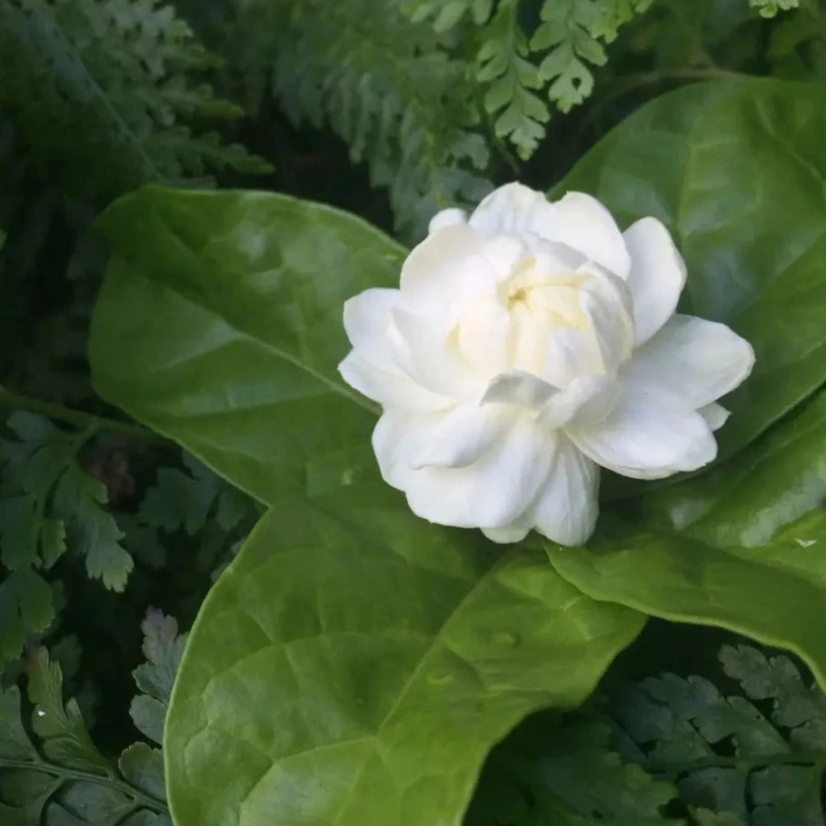 Arabian Jasmine / Gundu Malli (Jasminum sambac) Highly Fragrant Flowering Live Plant