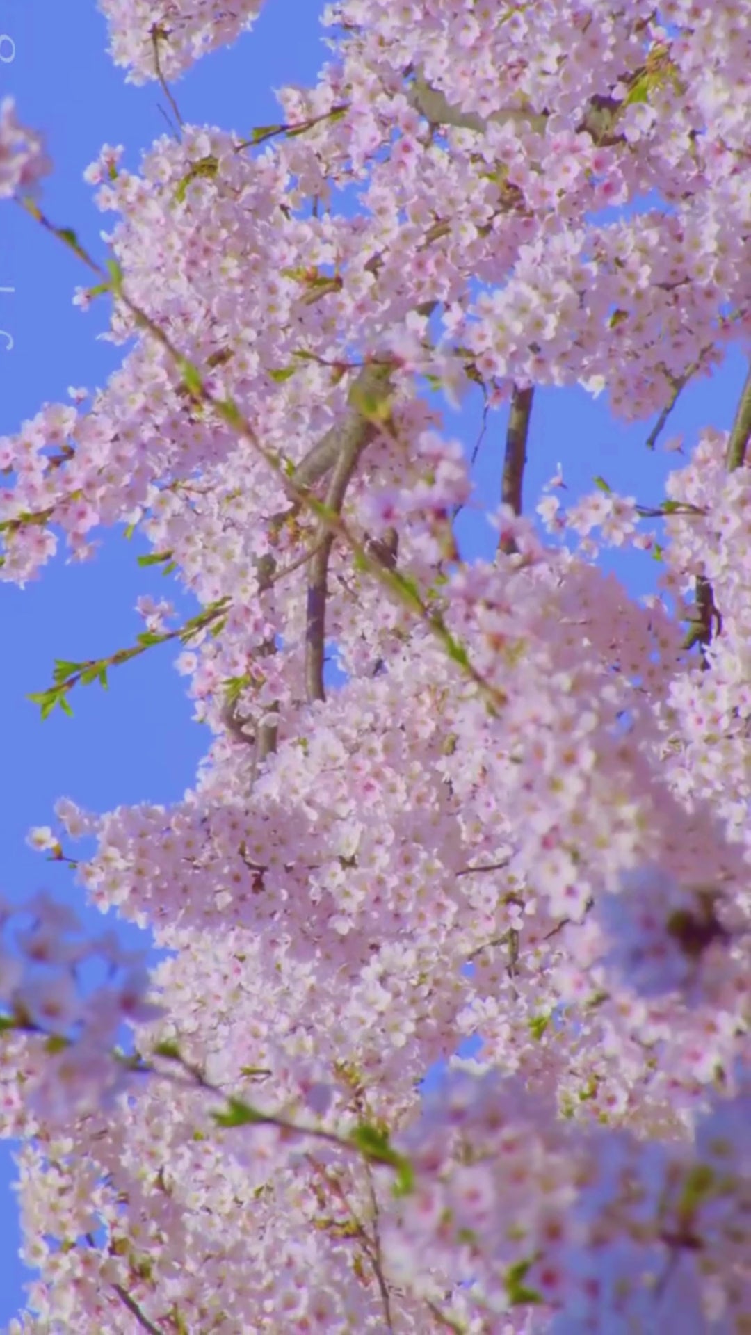 Cherry Blossom (Prunus serrulata) Rare Live Plant