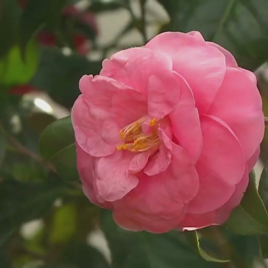 Camellia Pink (Tree Rose) Rare All Time Flowering Live Plant