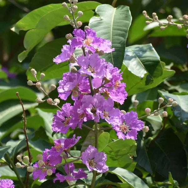 Lagerstroemia Speciosa Purple (Pride of India) Live Plant
