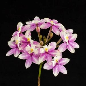 Epidendrum. Wedding Valley ‘Sakura’ (Seedling)