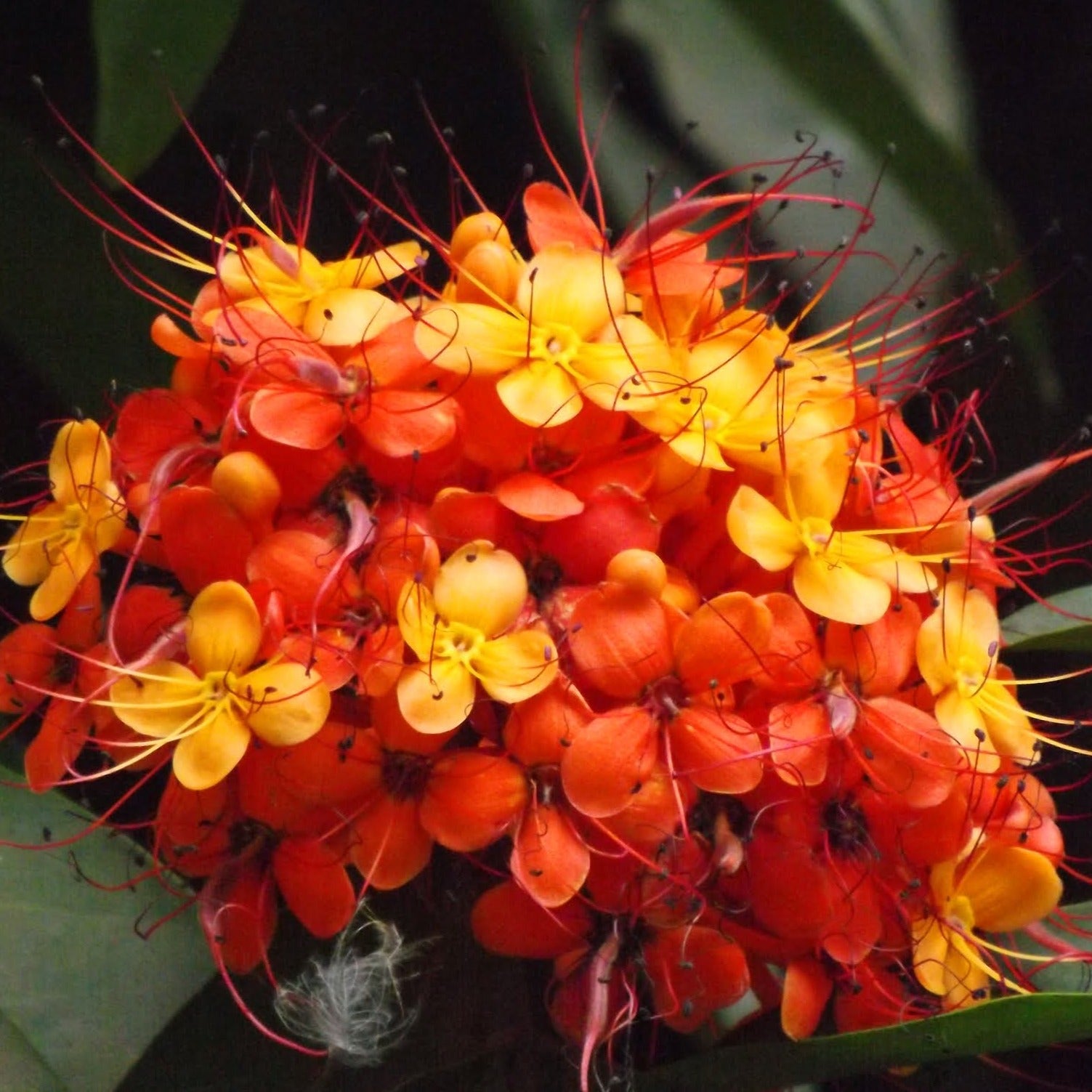 Asoka Tree (Saraca indica) Live Plant