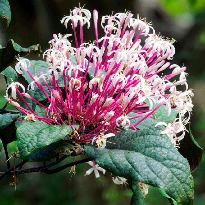Starburst Bush (Clerodendrum quadriloculare) Rare Flowering Live Plant