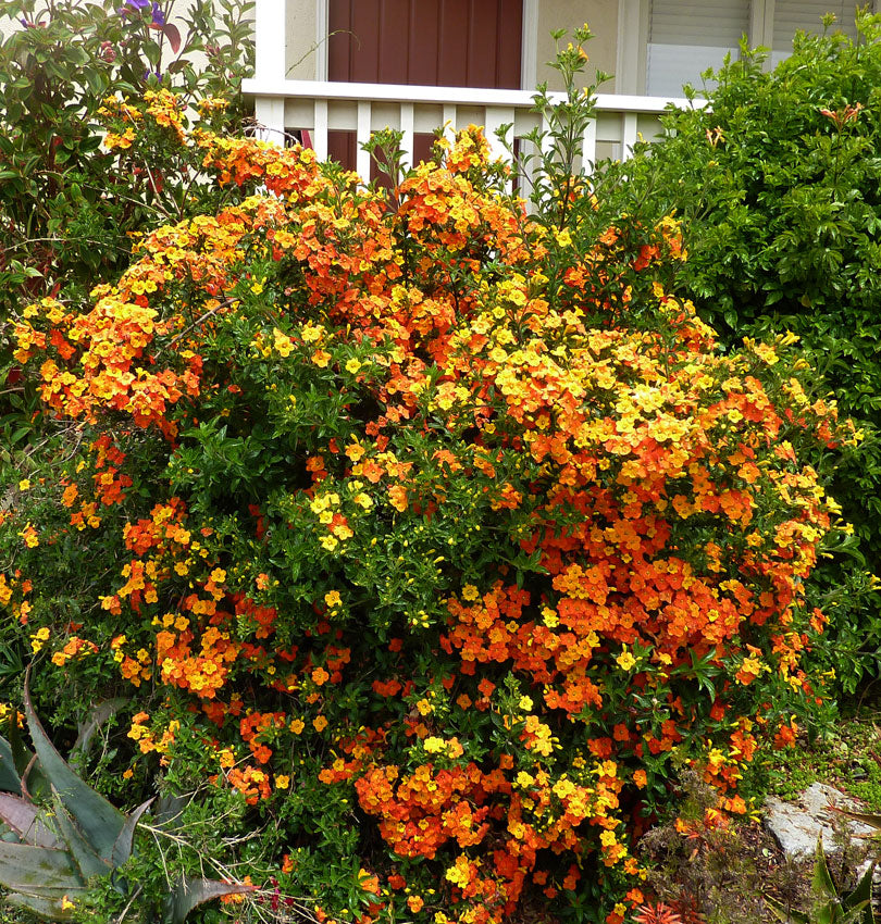 Marmalade Bush (Streptosolen jamesonii) Rare All Time Flowering Live Plant