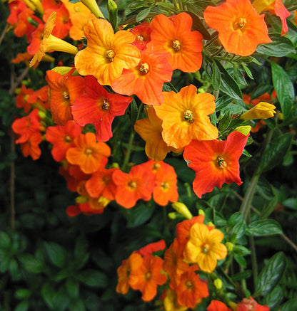 Marmalade Bush (Streptosolen jamesonii) Rare All Time Flowering Live Plant