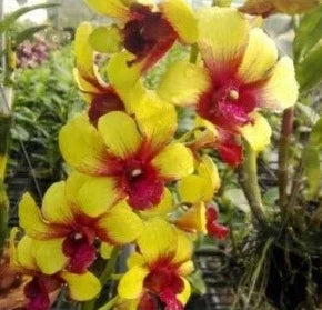 Dendrobium Yellow Red Splash (Blooming Size)