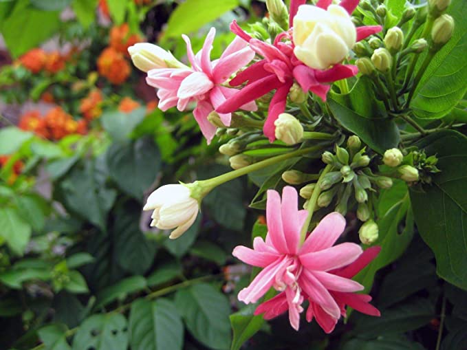 Madhumalti, Rangoon (Double Petals) Layered Live Plant