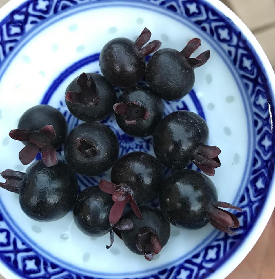Grumixama Mirim Live Plant (Eugenia itaguahiensis)