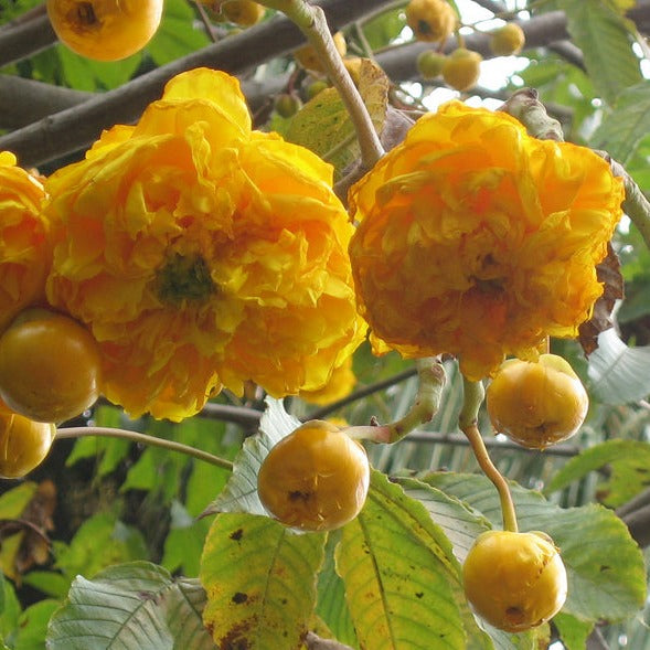 Buttercup Tree (Cochlospermum) Live Plant