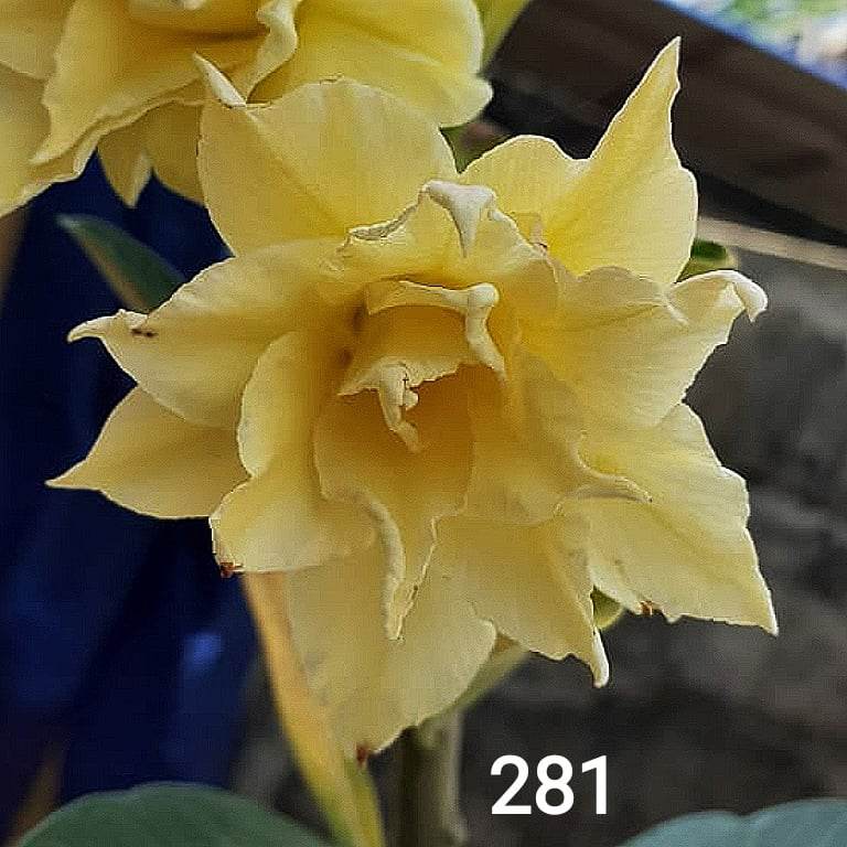 Adenium Obesum Rose C281