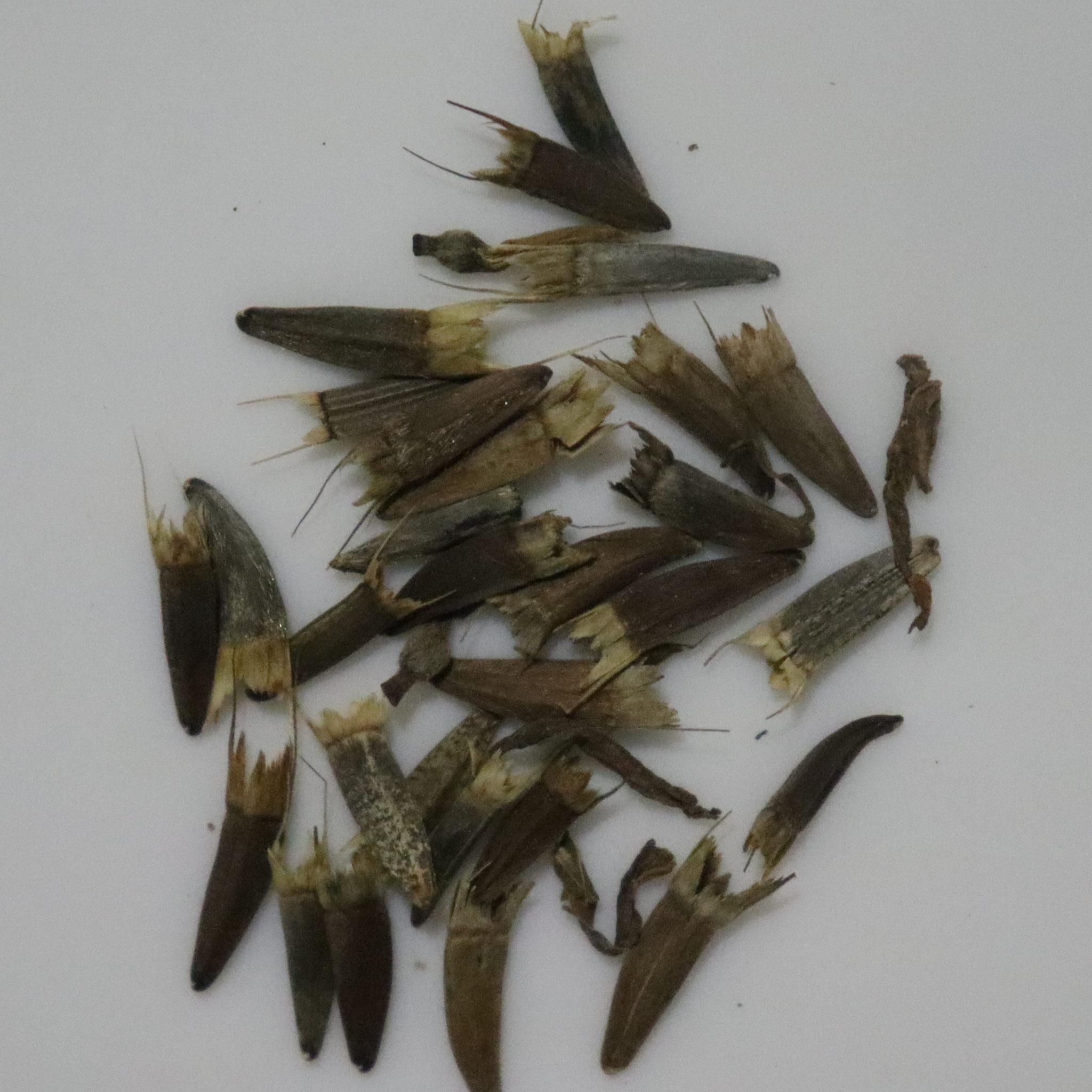 Tithonia Mix Seeds
